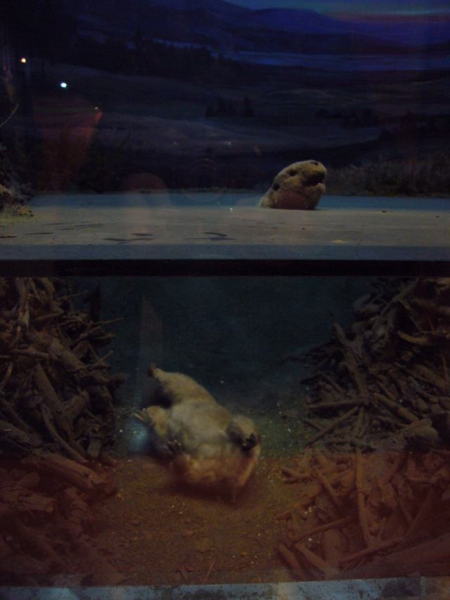 2007_12_23_NatHist-beaver.jpg