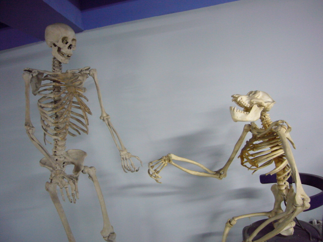 2007_12_23_NatHist-chimpconvo.jpg