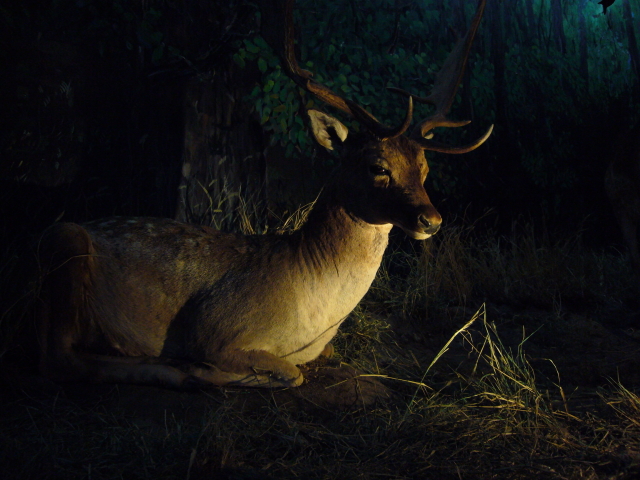 2007_12_23_NatHist-deer.jpg