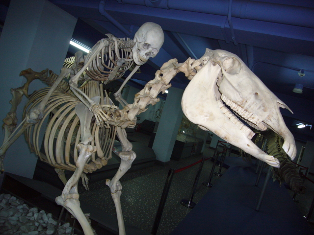2007_12_23_NatHist-equestrian.jpg