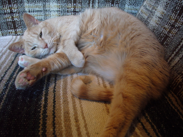 2008_01_31_catyoga.jpg