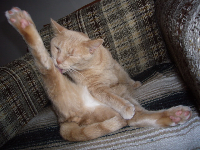 2008_02_14_CatLick.jpg
