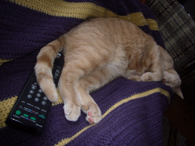 2008_03_19_CatWatch2.jpg