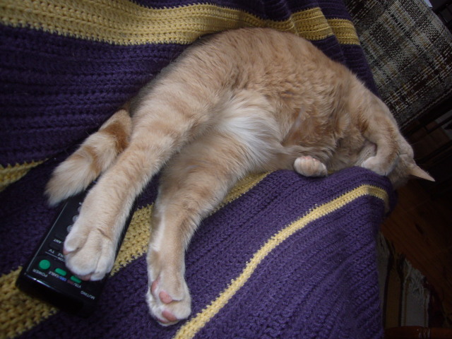 2008_03_19_CatWatch3.jpg