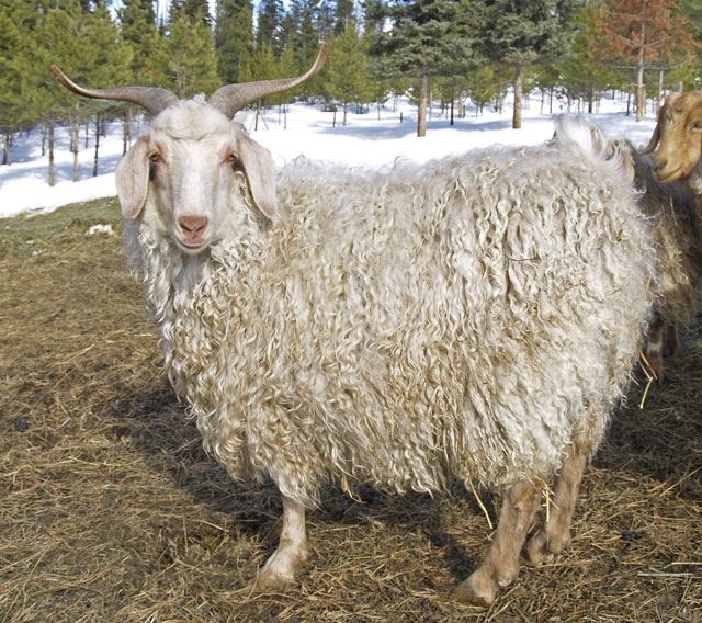 2008_03_19_GoatsGoats.jpg