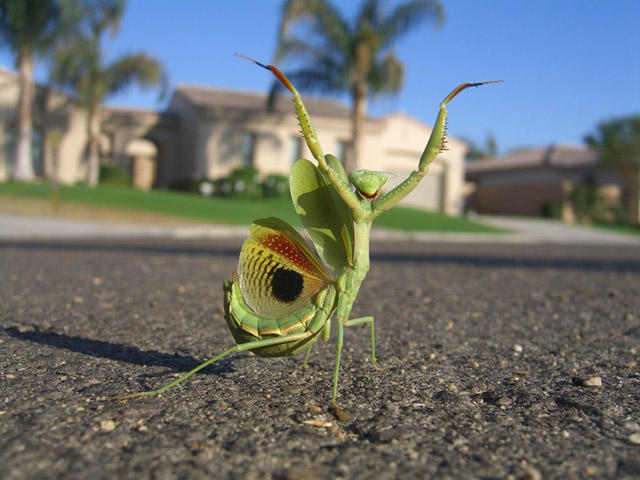2008_03_21_MantisTime.jpg