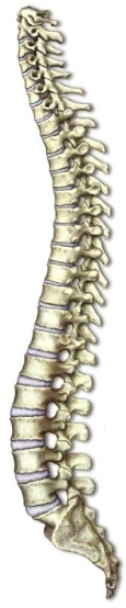 2008_04_19Spine2.jpg