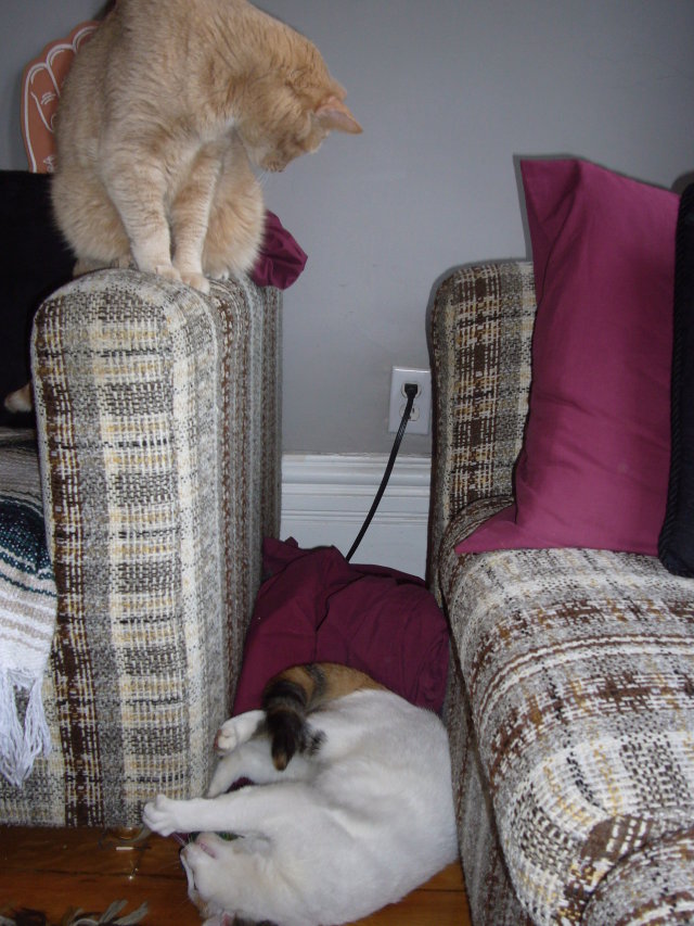 2008_04_25_Sophie4.jpg