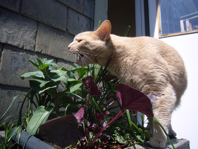 2008_05_25CatGrass01.jpg
