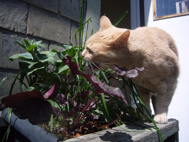 2008_05_25CatGrass02.jpg
