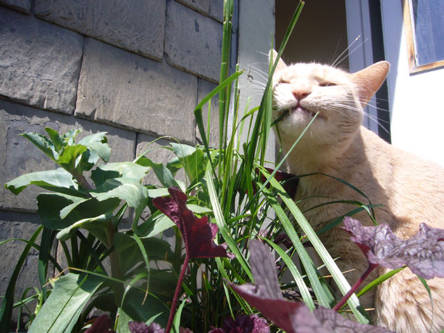2008_05_25CatGrass03.jpg