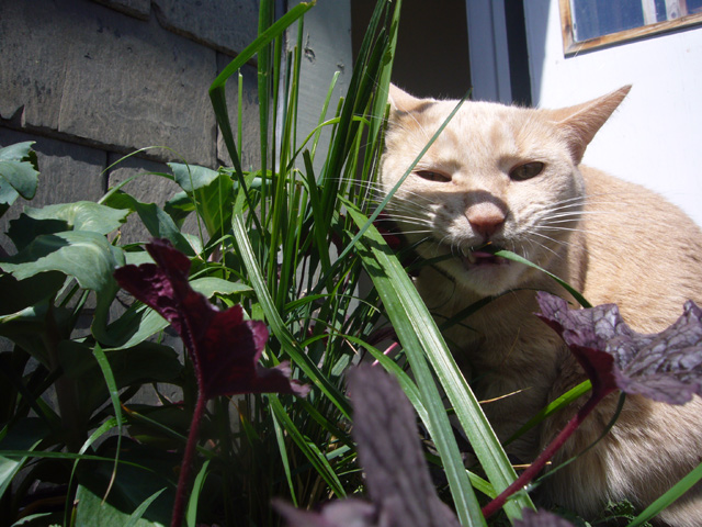 2008_05_25CatGrass04.jpg