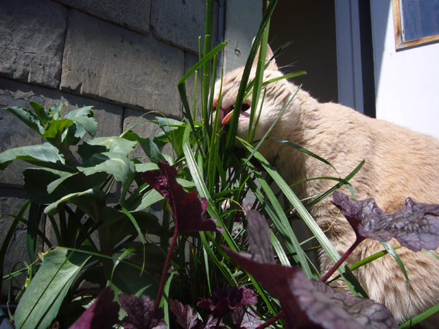 2008_05_25CatGrass05.jpg