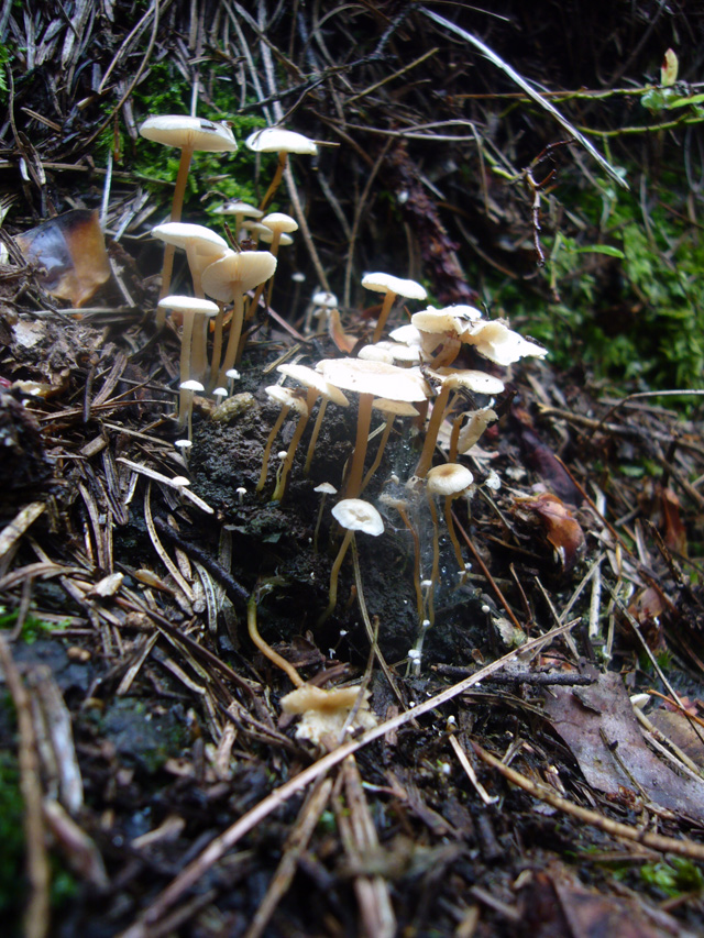2008_09_02Mushrooms01.jpg