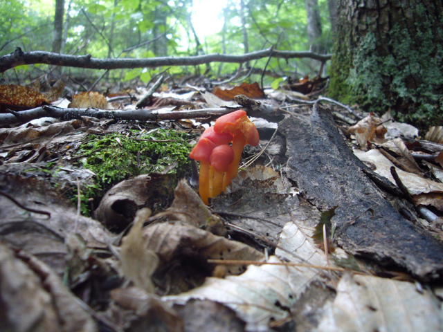 2008_09_02Mushrooms02.jpg