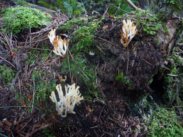 2008_09_02Mushrooms03.jpg