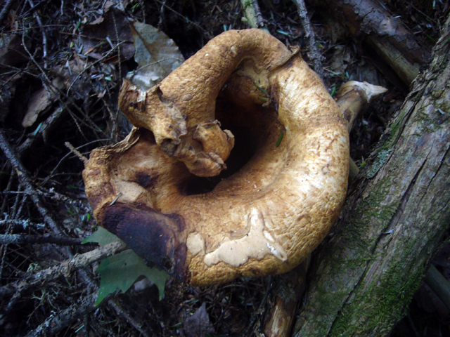 2008_09_02Mushrooms04.jpg