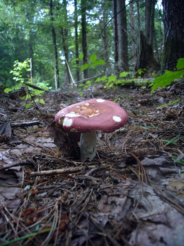 2008_09_02Mushrooms05.jpg