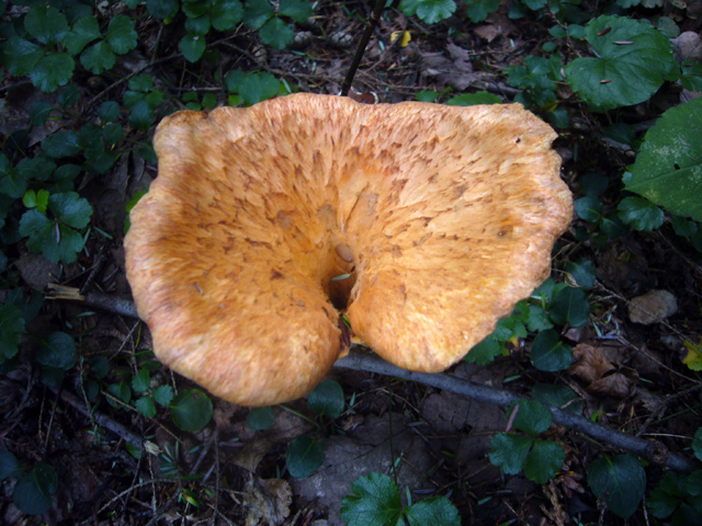 2008_09_02Mushrooms06.jpg