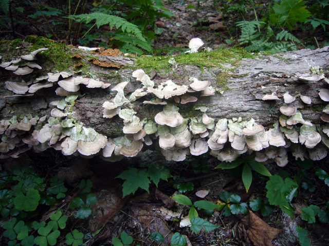 2008_09_02Mushrooms07.jpg