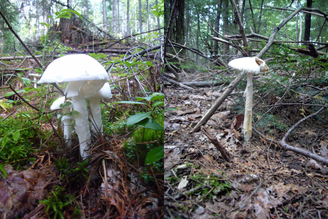 2008_09_02Mushrooms08.jpg