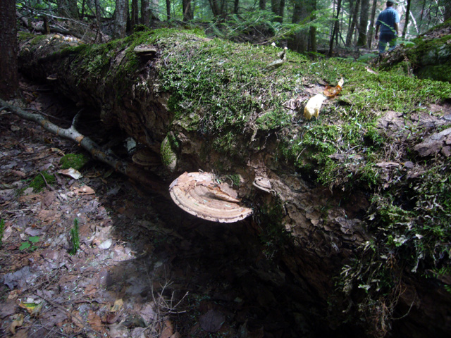 2008_09_02Mushrooms09.jpg