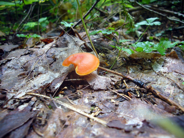 2008_09_02Mushrooms10.jpg