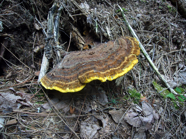 2008_09_02Mushrooms11.jpg