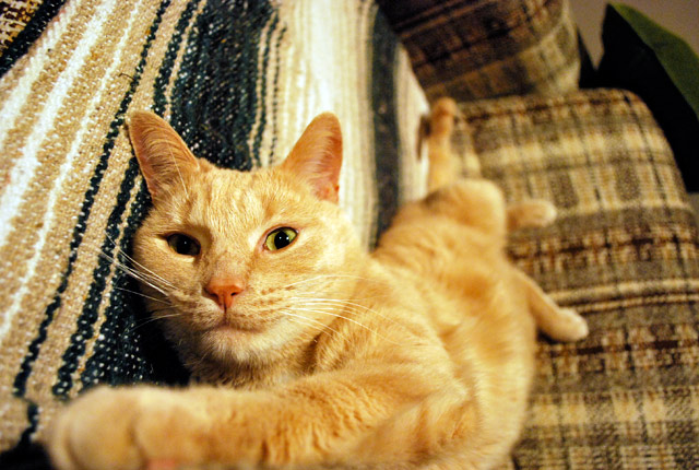 2008_11_08Caturday02.jpg