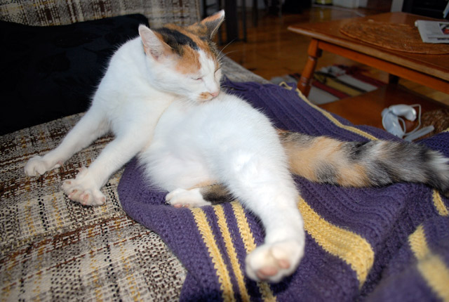 2008_11_08Caturday09.jpg