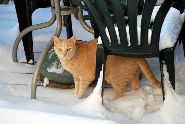 2008_12_20Caturday02.jpg