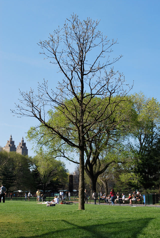 2009_04_28Central04.jpg