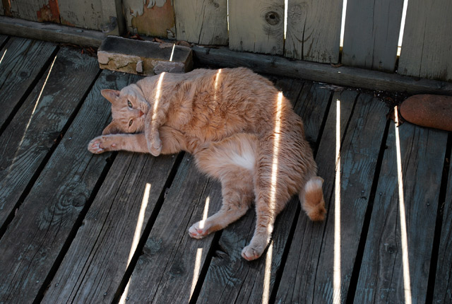 2009_05_02Caturday01.jpg