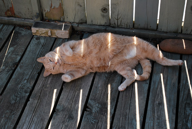 2009_05_02Caturday03.jpg