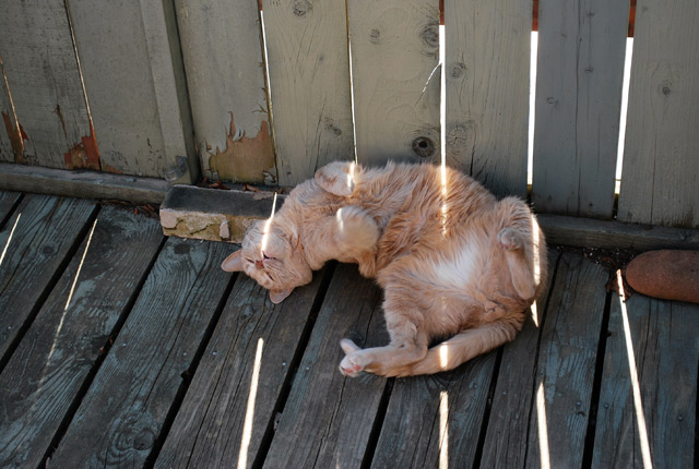 2009_05_02Caturday05.jpg
