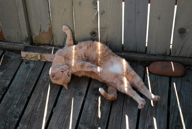2009_05_02Caturday06.jpg