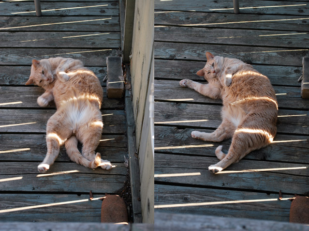 2009_05_02Caturday07.jpg