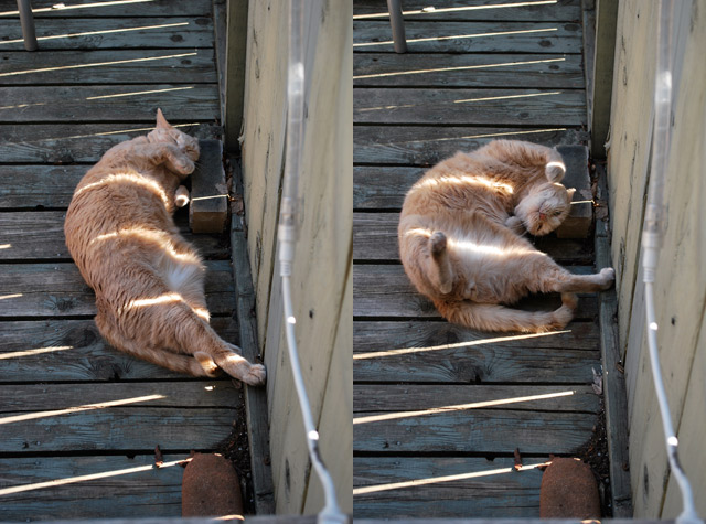 2009_05_02Caturday09.jpg