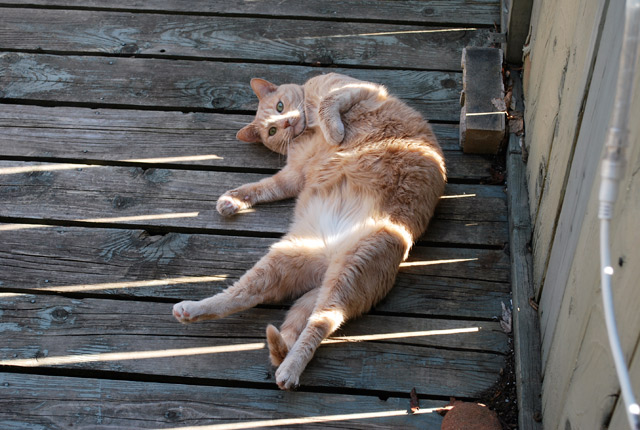 2009_05_02Caturday10.jpg