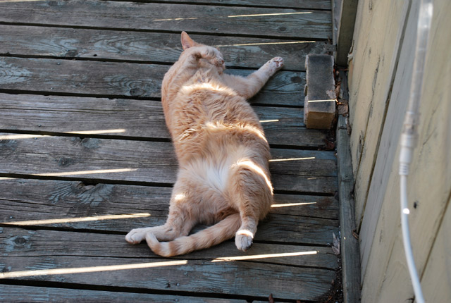 2009_05_02Caturday11.jpg